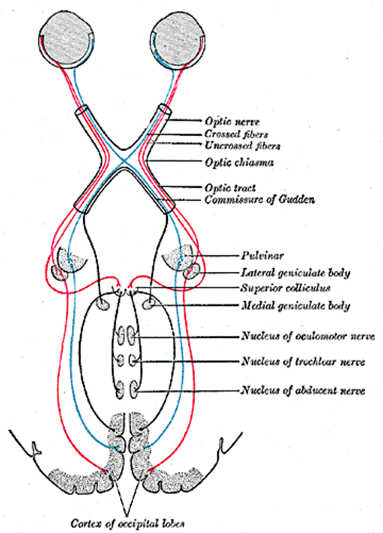 The primary visual pathway, colored coded by visual field (not by eye). Neurons (retinal ganglion cells, or RGC) from both eyes first meet at the x-shaped optic chiasm. Half of the fibers cross so that the fibers from each eye that correspond to the same visual hemifield are bundled. These fibers then terminate at the dorsal lateral geniculate nucleus, or LGN, of the thalamus. Most LGN neurons then project to the back of the cerebral cortex and arrive at the primary visual cortex, or V1.