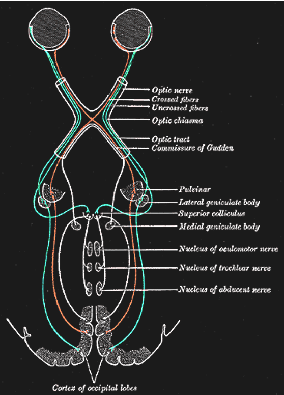The primary visual pathway, colored coded by visual field (not by eye). Neurons (retinal ganglion cells, or RGC) from both eyes first meet at the x-shaped optic chiasm. Half of the fibers cross so that the fibers from each eye that correspond to the same visual hemifield are bundled. These fibers then terminate at the dorsal lateral geniculate nucleus, or LGN, of the thalamus. Most LGN neurons then project to the back of the cerebral cortex and arrive at the primary visual cortex, or V1.